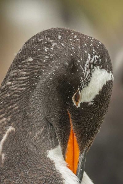 Bleaker Island Gentoo penguin adult preening